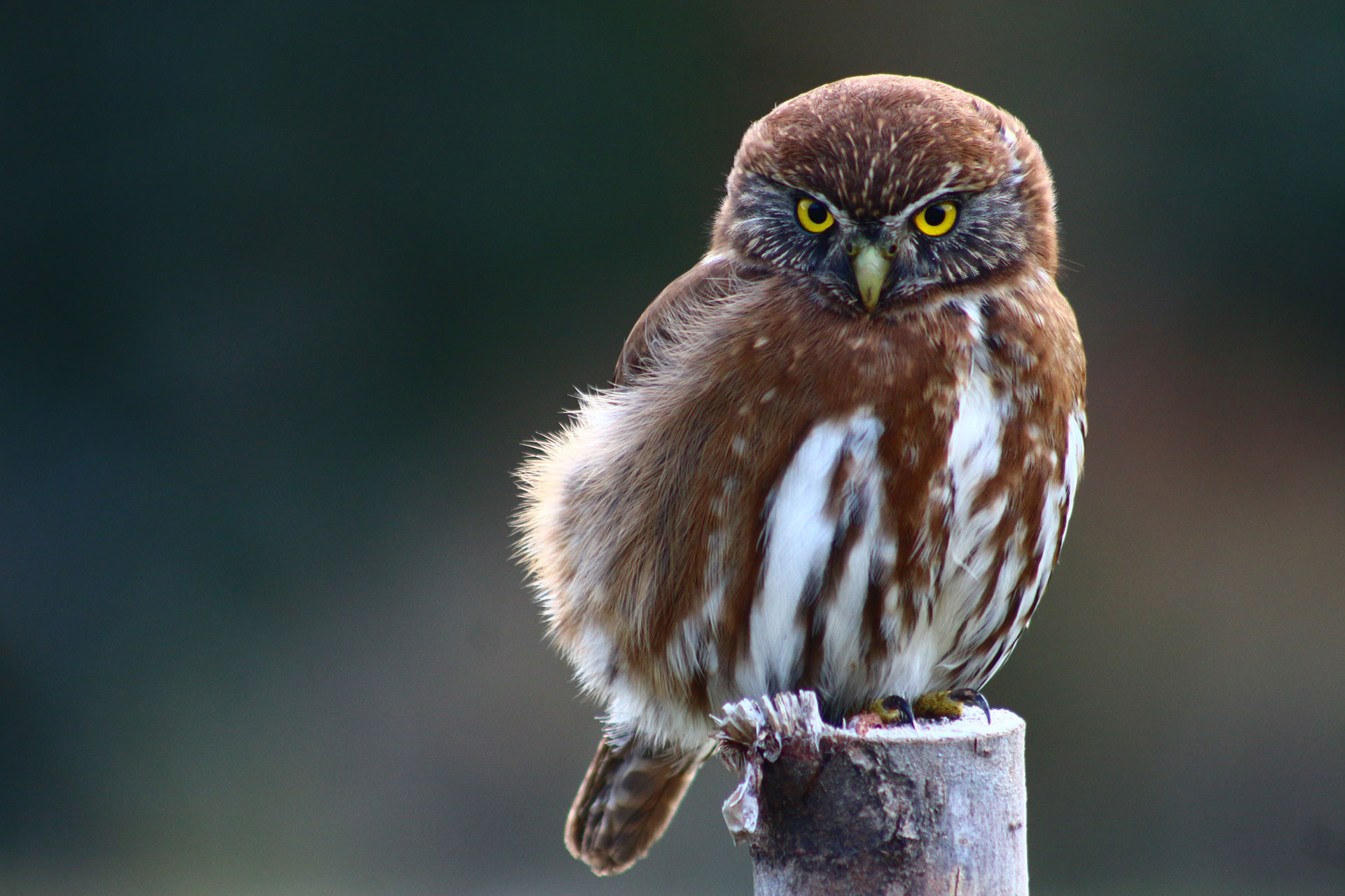 nativo-expediciones-futaleufu_aves_1