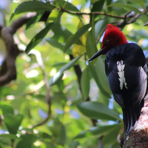 nativo-expediciones-futaleufu_aves.jpg