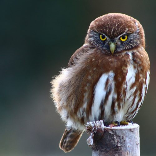nativo-expediciones-futaleufu_aves_1.jpg