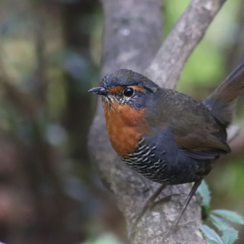 nativo-expediciones-futaleufu_birds.jpg