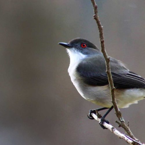 nativo_expediciones_avistamiento_de_aves_13