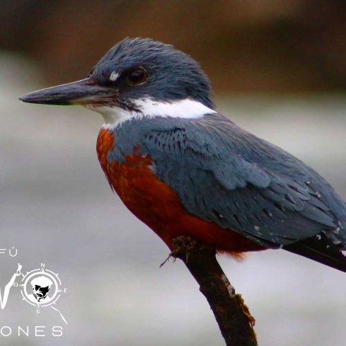 nativo_expediciones_avistamiento_de_aves_16