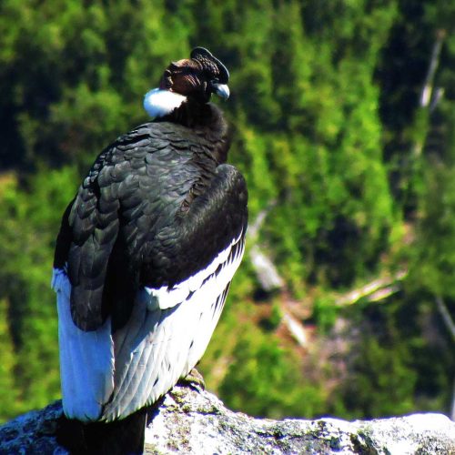 nativo_expediciones_avistamiento_de_aves_5